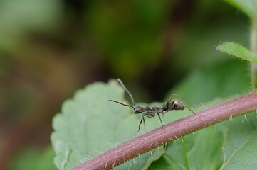 shot on my garden city
