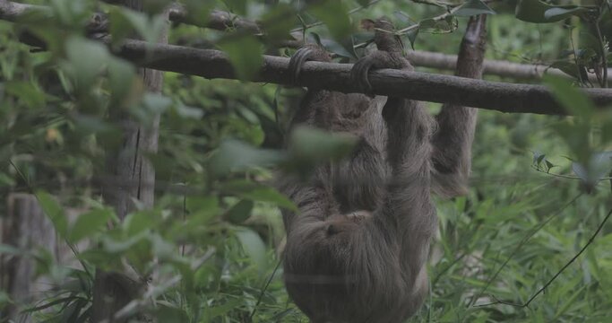 Languid Explorer: In the heart of the rainforest, a southern two-toed sloth displays its deliberate movements on a branch, embracing the tranquil essence of its arboreal home.