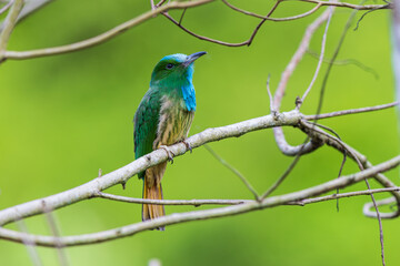 Blue-bearded Bee-eater  birds on the  tree branch.