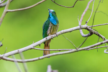 Blue-bearded Bee-eater  birds on the  tree branch.