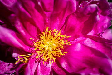 Makroaufnahme einer rosa Blüte mit gelbem Staubblättern der Gemeinen Pfingstrose Paeonia im...