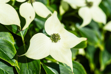 Naklejka premium Cremefarbene Blütenlätter mit Blütenstand eines Asiatischen Blüten-Hartriegel Cornus kousa Strauch im Sonnenlicht