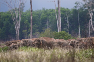 Herd of elephants in the forest
