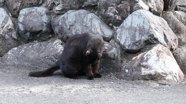 のんびり過ごしている可愛い野良の地域猫