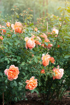 Fresh blooming roses in the garden, yellow double flowers