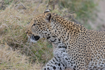 The african leopard is the most widespread leopard subspecies and is native to most of Sub-Saharan...