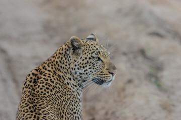 The african leopard is the most widespread leopard subspecies and is native to most of Sub-Saharan Africa.