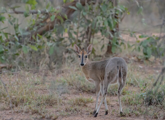 The common duiker (Sylvicapra grimmia), also known as the gray duiker or bush duiker, is a small antelope and the only member of the genus Sylvicapra.