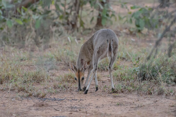 The common duiker (Sylvicapra grimmia), also known as the gray duiker or bush duiker, is a small antelope and the only member of the genus Sylvicapra.