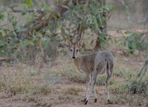 The common duiker (Sylvicapra grimmia), also known as the gray duiker or bush duiker, is a small antelope and the only member of the genus Sylvicapra.