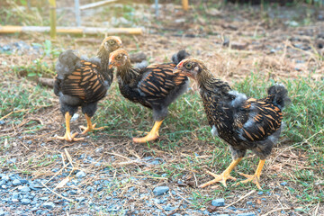 Pure breed of beautiful chickens. Male young chicken Black yellow laced Wyandotte in the backyard.