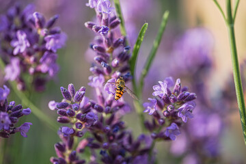 Lavendel & Bienen