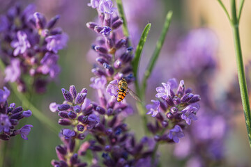 Obraz premium Lavendel & Bienen