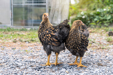 Pure breed of beautiful chickens. Female young chicken Black yellow laced Wyandotte in the backyard.