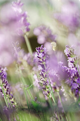 Naklejka premium Lavendel & Bienen