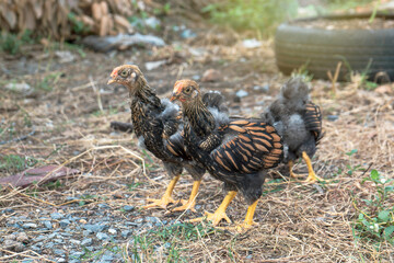 Pure breed of beautiful chickens. Male young chicken Black yellow laced Wyandotte in the backyard.