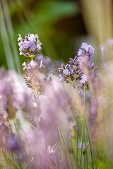 Lavendel & Bienen