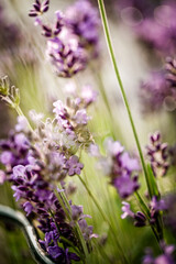 Lavendel & Bienen
