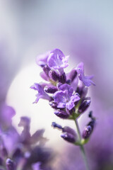 Fototapeta na wymiar Lavendel & Bienen