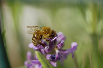 Lavendel & Bienen