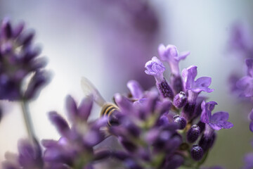 Lavendel & Bienen