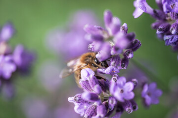 Lavendel & Bienen