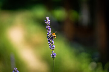 A bee collects nectar on a blooming lavender. Beautiful summer floral background