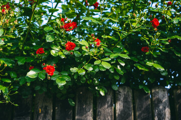 Wooden fence in the garden with blooming bright red bush of wild roses. Summer rural floral background