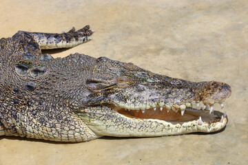 Close up crocodile is action show head in garden