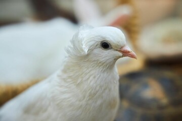 White house decorative pigeon. A petting zoo at a children's party.