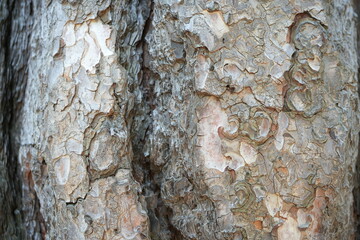 tree bark