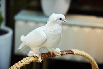White house decorative pigeon. A petting zoo at a children's party.
