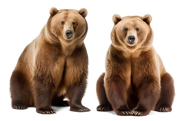 two brown bear sit, isolated background. Generative Ai - obrazy, fototapety, plakaty