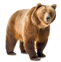 Obraz premium grizzly bear walking, isolated background. Generative Ai