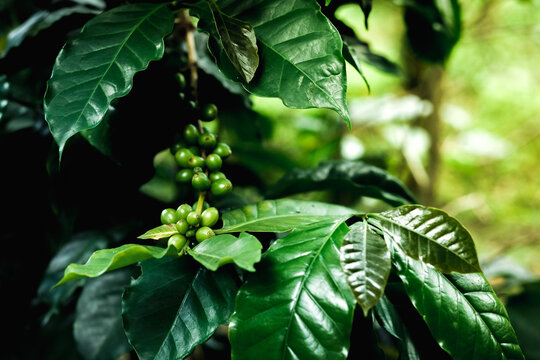 The Growth of the Coffee Berry. Growing coffee berries to produce high quality coffee beans