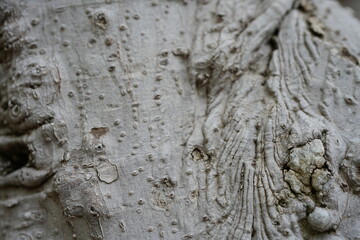 ジブリのような木の表面