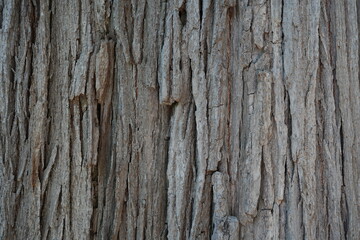 Obraz premium bark of tree