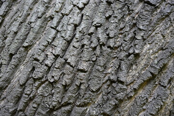 樫の木だったかな