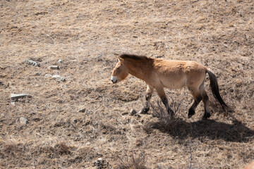 Przewalski horses are roaming free in Hustai National Park, Mongolia