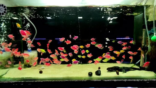 Glow Fish for Aquarium introduce for enchantment to your aquatic setup. Vivid colours and radiant glow provide a breathtaking display, transforming your aquarium into an enthralling aquatic world.