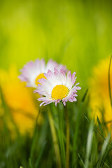 Daisy in the grass, yellow background