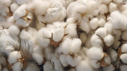 White cotton, Pure organic cotton for textile and fashion industry, Environmentally sustainable ESG 2050 - obrazy, fototapety, plakaty