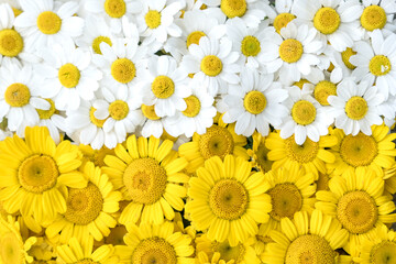 Natural floral daisies  pattern. Flat lay. Top view.