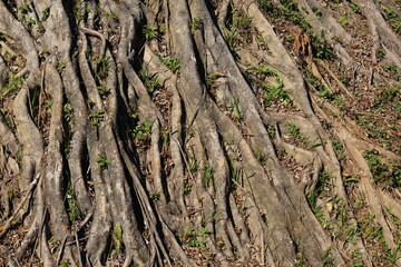 tree roots