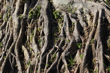 tree roots