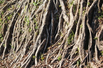 tree roots