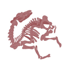 Dinosaur or animal skeleton. Ancient lizard. Scary monster predator with teeth. The science of paleontology. Archeology and fossil. Cartoon vector illustration isolated on white background
