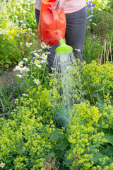 Fototapeta premium Woman watering alchemilla in garden