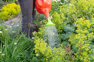 Woman watering alchemilla in garden