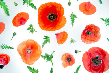 Red poppies on white background. Flat lay, top view